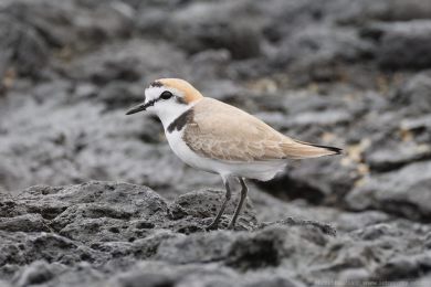 Kul&iacute;k mo�sk&yacute; (Anarhynchus alexandrinus)