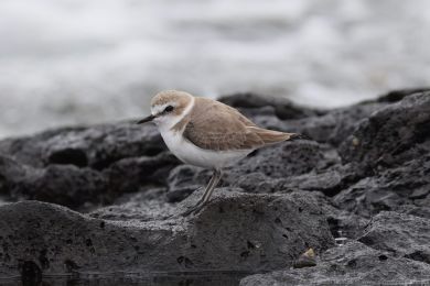 Kul&iacute;k mo�sk&yacute; (Anarhynchus alexandrinus)