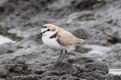 Kul&iacute;k mo�sk&yacute; (Anarhynchus alexandrinus)