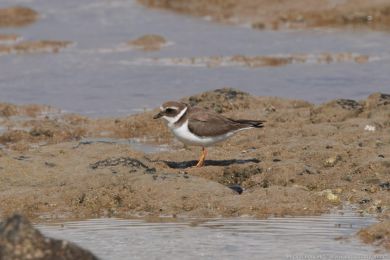 Kulík písený (Charadrius hiaticula)