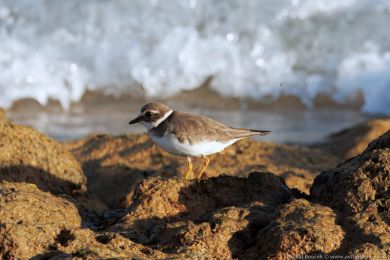 Kulík písený (Charadrius hiaticula)