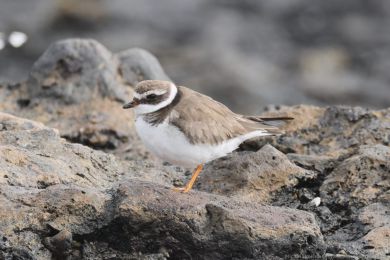 Kul&iacute;k p&iacute;se�n&yacute; (Charadrius hiaticula)