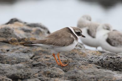 Kul&iacute;k p&iacute;se�n&yacute; (Charadrius hiaticula)