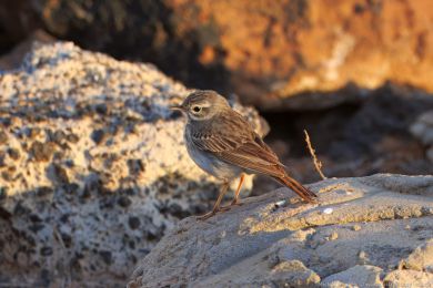 Linduška kanárská (Anthus berthelotii)