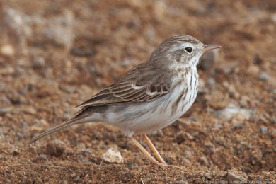Linduška kanárská (Anthus berthelotii)