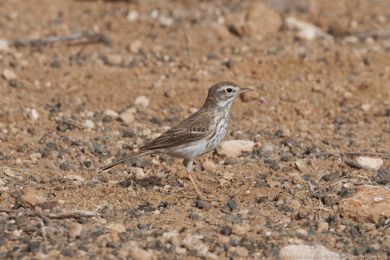 Linduška kanárská (Anthus berthelotii)