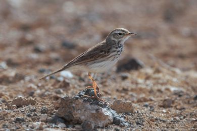 Linduška kanárská (Anthus berthelotii)