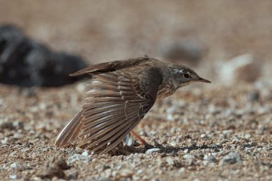 Linduška kanárská (Anthus berthelotii)