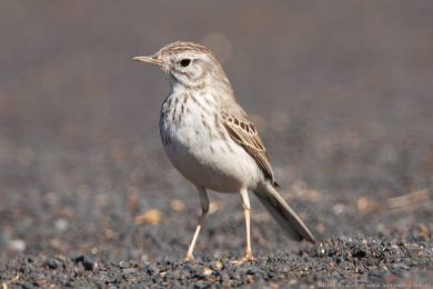 Linduška kanárská (Anthus berthelotii)