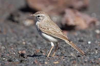 Linduška kanárská (Anthus berthelotii)