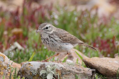 Lindu&scaron;ka kan&aacute;rsk&aacute; (Anthus berthelotii)