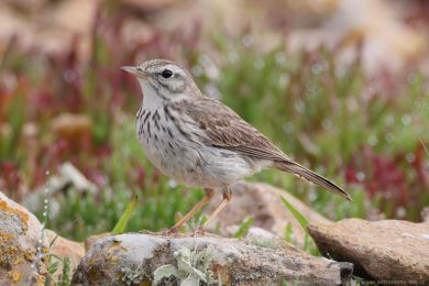 Lindu&scaron;ka kan&aacute;rsk&aacute; (Anthus berthelotii)