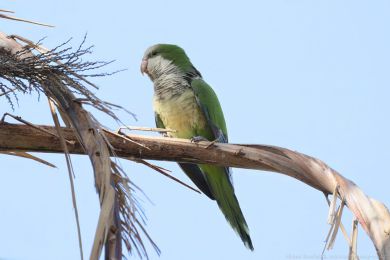 Mn&iacute;&scaron;ek &scaron;ed&yacute; (Myiopsitta monachus)