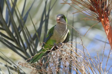 Mn&iacute;&scaron;ek &scaron;ed&yacute; (Myiopsitta monachus)
