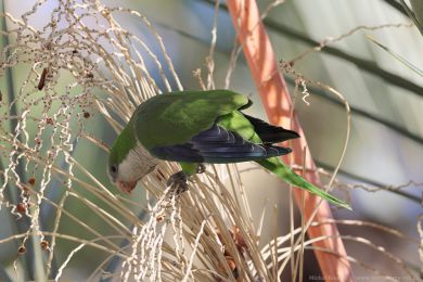 Mn&iacute;&scaron;ek &scaron;ed&yacute; (Myiopsitta monachus)