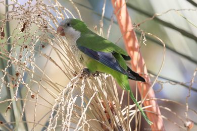 Mn&iacute;&scaron;ek &scaron;ed&yacute; (Myiopsitta monachus)