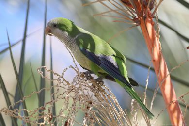 Mn&iacute;&scaron;ek &scaron;ed&yacute; (Myiopsitta monachus)