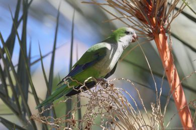 Mn&iacute;&scaron;ek &scaron;ed&yacute; (Myiopsitta monachus)