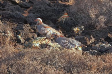Orebice berberská (Alectoris barbara) Orebice berberská (Alectoris barbara)