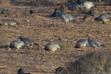 Orebice berberská (Alectoris barbara) Orebice berberská (Alectoris barbara)