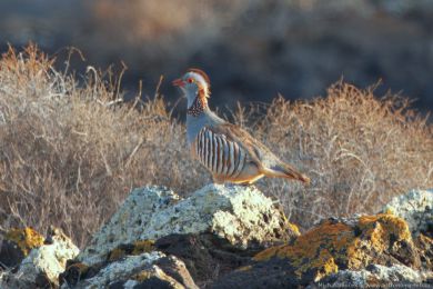 Orebice berberská (Alectoris barbara) Orebice berberská (Alectoris barbara)