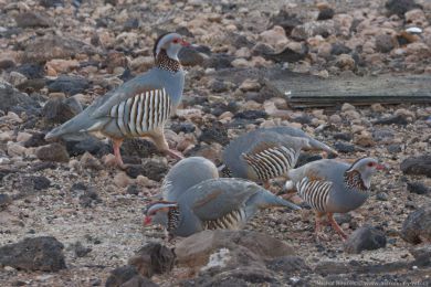 Orebice berberská (Alectoris barbara) Orebice berberská (Alectoris barbara)