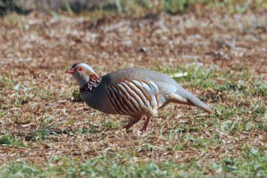 Orebice berberská (Alectoris barbara) Orebice berberská (Alectoris barbara)