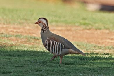 Orebice berberská (Alectoris barbara) Orebice berberská (Alectoris barbara)