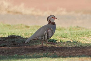 Orebice berberská (Alectoris barbara) Orebice berberská (Alectoris barbara)