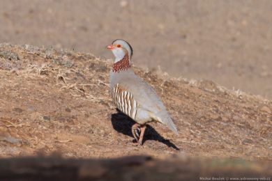 Orebice berberská (Alectoris barbara) Orebice berberská (Alectoris barbara)