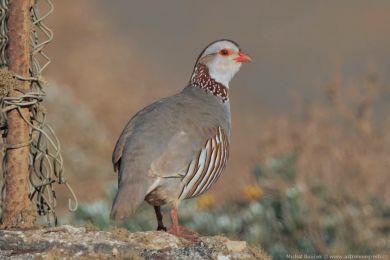Orebice berberská (Alectoris barbara) Orebice berberská (Alectoris barbara)