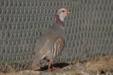 Orebice berberská (Alectoris barbara) Orebice berberská (Alectoris barbara)