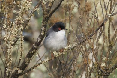 Pnice blohrdlá (Curruca melanocephala)
