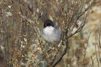 Pnice blohrdlá (Curruca melanocephala)