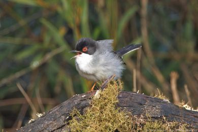 Pnice blohrdlá (Curruca melanocephala)