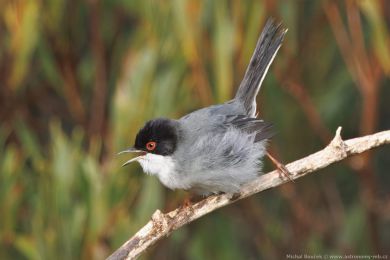 Pnice blohrdlá (Curruca melanocephala)