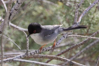 P�nice b�lohrdl&aacute; (Curruca melanocephala)