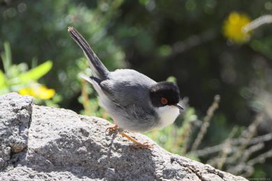 P�nice b�lohrdl&aacute; (Curruca melanocephala)