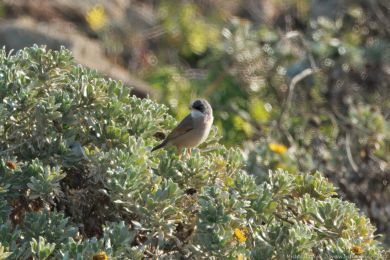 Pnice brýlatá (Curruca conspicillata)