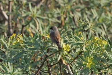 Pnice brýlatá (Curruca conspicillata)