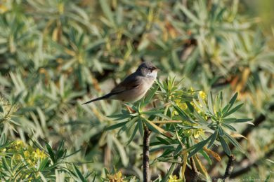 Pnice brýlatá (Curruca conspicillata)
