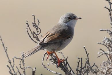 P�nice br&yacute;lat&aacute; (Curruca conspicillata)