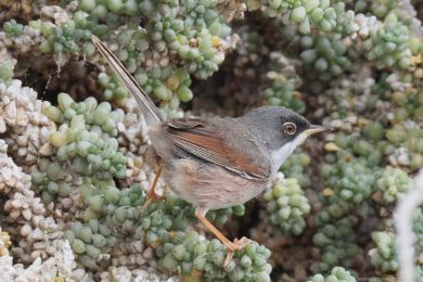 P�nice br&yacute;lat&aacute; (Curruca conspicillata)