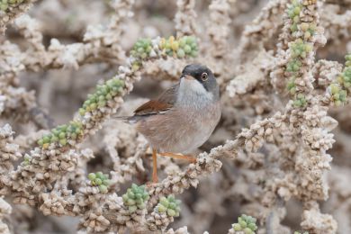 P�nice br&yacute;lat&aacute; (Curruca conspicillata)