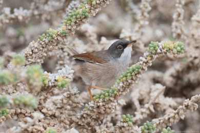 P�nice br&yacute;lat&aacute; (Curruca conspicillata)