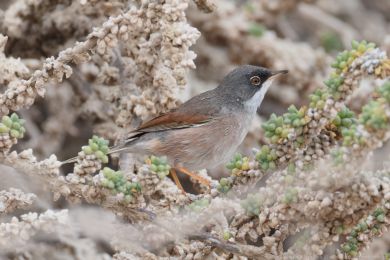 P�nice br&yacute;lat&aacute; (Curruca conspicillata)