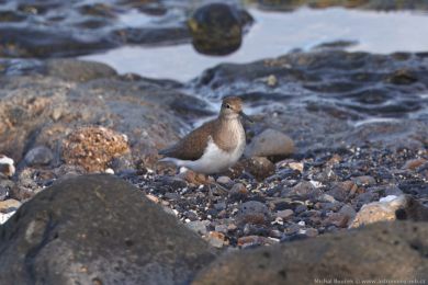 Pisík obecný (Actitis hypoleucos)