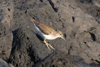 Pisík obecný (Actitis hypoleucos)