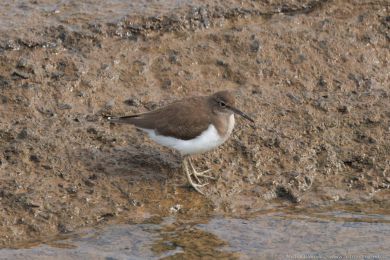 Pisík obecný (Actitis hypoleucos)