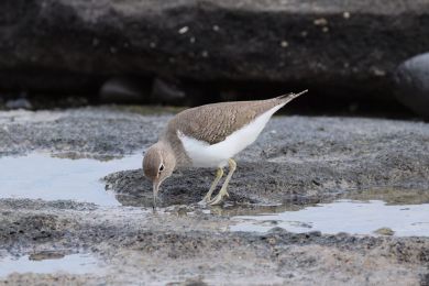 Pis&iacute;k obecn&yacute; (Actitis hypoleucos)